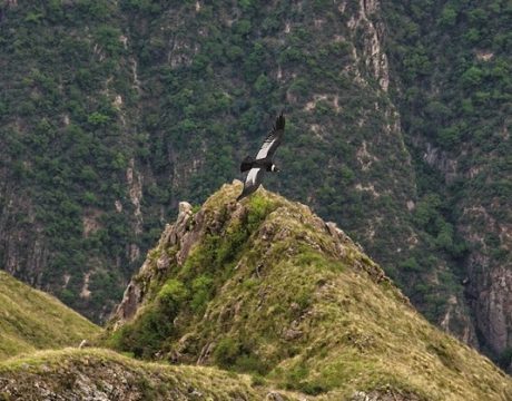 http://www.turistamagazine.com/v2/wp-content/uploads/2019/04/Mirador-de-Cóndores-de-Chonta.jpg